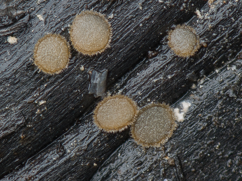 Trichophaea abundans